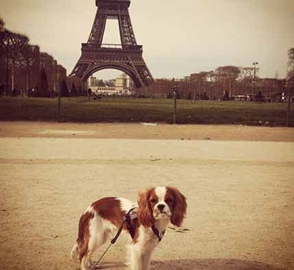 Francuska: Kućni ljubimci nisu više pokretna imovina Francuska: Kućni ljubimci nisu više pokretna imovina