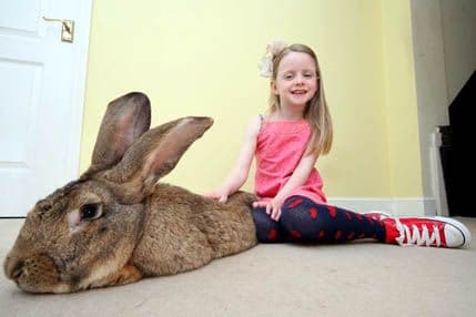 Ovo je najveći zec na svijetu Ovo je najveći zec na svijetu