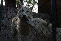 Djevojčica koju je napao vuk puštena kući Djevojčica koju je napao vuk puštena kući