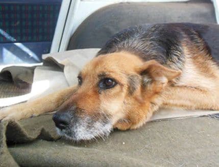 Seksualno zlostavljanje životinja je patološko ponašanje Seksualno zlostavljanje životinja je patološko ponašanje