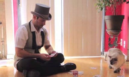 VIDEO: Mačke ignorisale mađioničara VIDEO: Mačke ignorisale mađioničara