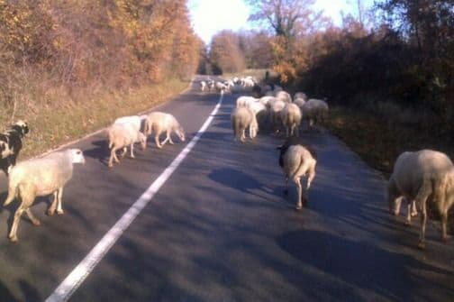 Bez rješenja za stoku koja luta po Sutomoru Bez rješenja za stoku koja luta po Sutomoru
