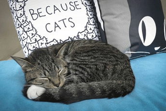 Danas je Svjetski dan mačaka: Uz pse, najpopularniji ljubimci na svijetu Danas je Svjetski dan mačaka: Uz pse, najpopularniji ljubimci na svijetu