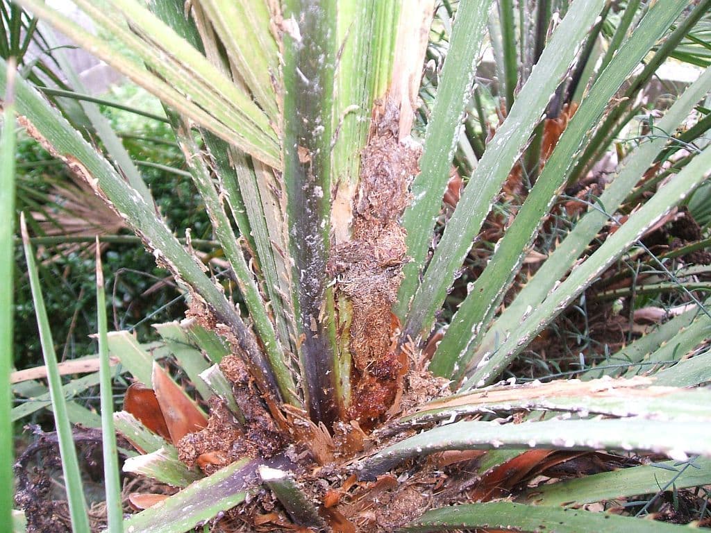 Uništeno devet nelegalno uvezenih palmi Uništeno devet nelegalno uvezenih palmi