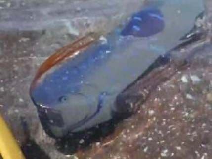 VIDEO: Snimili najveću ribu na svijetu u plićaku VIDEO: Snimili najveću ribu na svijetu u plićaku