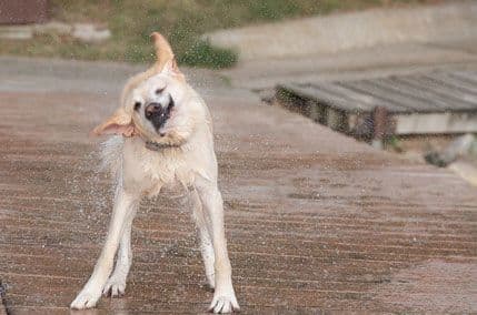 VIDEO: Sa labradorima nikad nije dosadno VIDEO: Sa labradorima nikad nije dosadno