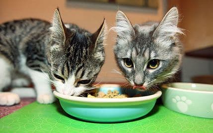 Šta sve vlasnici mačaka treba da znaju o posudama za hranu i vodu? Šta sve vlasnici mačaka treba da znaju o posudama za hranu i vodu?