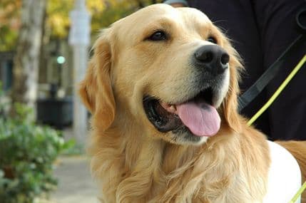 Danas se obilježava Svjetski dan pasa vodiča Danas se obilježava Svjetski dan pasa vodiča