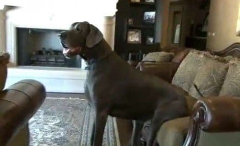 Pas dobio poziv za glasanje Pas dobio poziv za glasanje