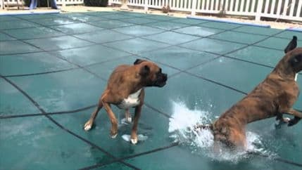 VIDEO: Kako se psi zabavljaju na zaštitnoj mreži bazena VIDEO: Kako se psi zabavljaju na zaštitnoj mreži bazena
