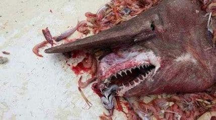 Ribar umjesto škampi ulovio morsko čudovište Ribar umjesto škampi ulovio morsko čudovište