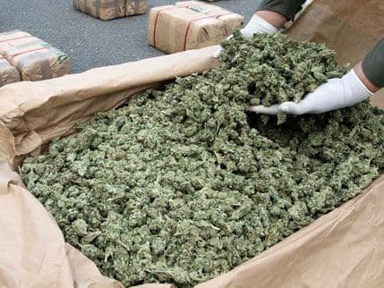 Meksiko: Zaplijenjeno 39 tona marihuane Meksiko: Zaplijenjeno 39 tona marihuane