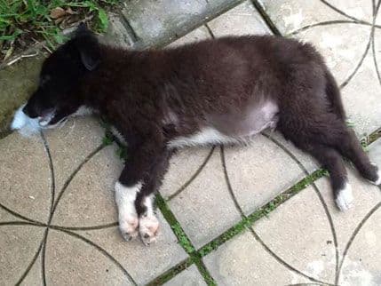 VULIĆEVIĆ: Trovanje nije „zbrinjavanje“, opštinske službe ne poštuju Zakon VULIĆEVIĆ: Trovanje nije „zbrinjavanje“, opštinske službe ne poštuju Zakon