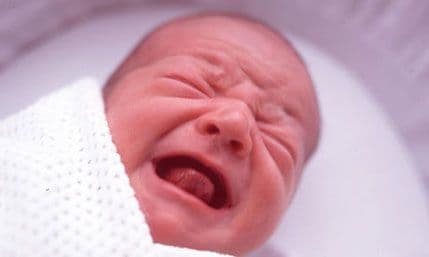 KCCG: Rođene četiri bebe KCCG: Rođene četiri bebe