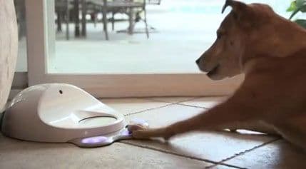 I psi dobijaju konzolu za igranje I psi dobijaju konzolu za igranje