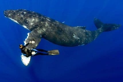 Pogledajte kako se ronilac "rukuje" sa kitom (FOTO) Pogledajte kako se ronilac "rukuje" sa kitom (FOTO)