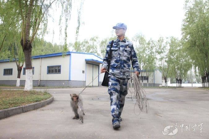 Kineska vojska koristi majmune kao tajno oružje Kineska vojska koristi majmune kao tajno oružje
