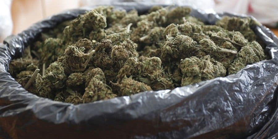 UP: U dva dana zaplijenjeno 2,3 kilograma marihuane i skanka UP: U dva dana zaplijenjeno 2,3 kilograma marihuane i skanka