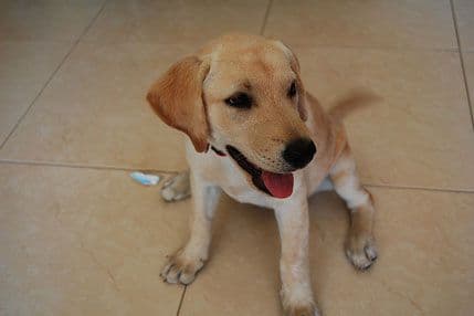 Pas im pojeo ušteđevinu za putovanje Pas im pojeo ušteđevinu za putovanje