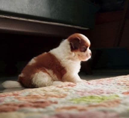 Duvanskim dimom ugrožavate zdravlje ljubimaca Duvanskim dimom ugrožavate zdravlje ljubimaca