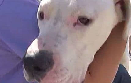 U Srbiji prvi put oduzet pas zbog izgladnjivanja U Srbiji prvi put oduzet pas zbog izgladnjivanja