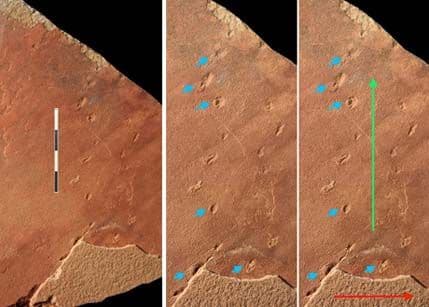 Tragovi stari 190 miliona godina: Koja životinja ih je ostavila Tragovi stari 190 miliona godina: Koja životinja ih je ostavila