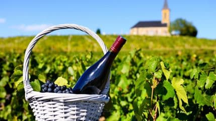 Istina nije u vinu Istina nije u vinu