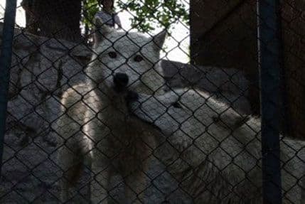 U junu smjena Vuka Bojovića U junu smjena Vuka Bojovića