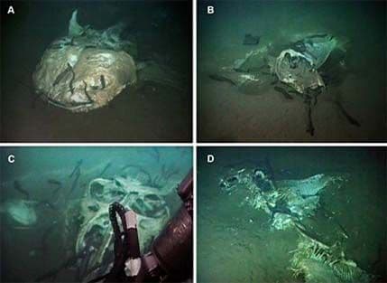 Otkriveno groblje morskih džinova Otkriveno groblje morskih džinova