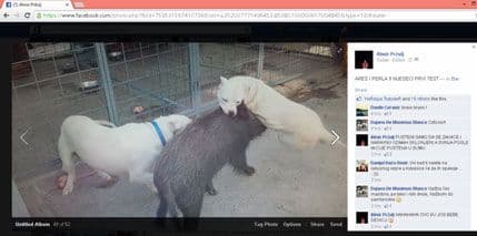 STRAVIČNO: Pogledajte kako Baranin „trenira“ pse da kolju mladu divlju svinju STRAVIČNO: Pogledajte kako Baranin „trenira“ pse da kolju mladu divlju svinju