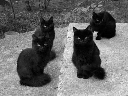 Zanimljivosti o ljubimcima Zanimljivosti o ljubimcima