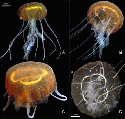U Jadranu otkrivena nova vrsta meduze U Jadranu otkrivena nova vrsta meduze