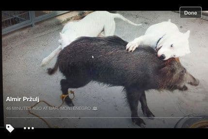 „Sunčani sat“ podnio krivičnu prijavu zbog mučenja životinja „Sunčani sat“ podnio krivičnu prijavu zbog mučenja životinja