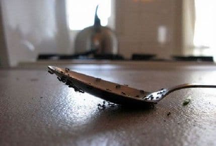 Kako da se riješite dosadnih mrava na prirodan način Kako da se riješite dosadnih mrava na prirodan način