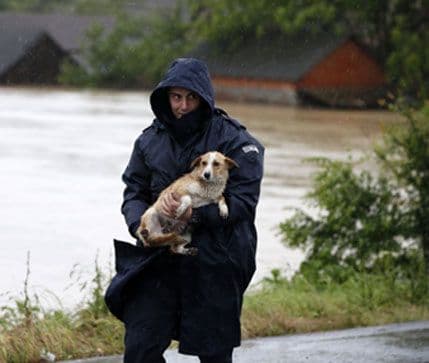 DORA: Organizovana akcija za prikupljanje pomoći za životinje DORA: Organizovana akcija za prikupljanje pomoći za životinje