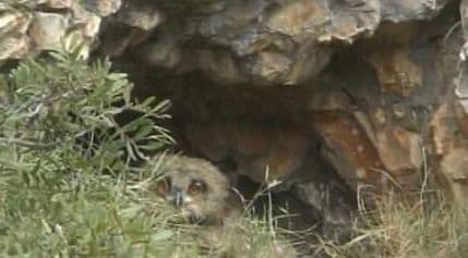 Ovo je stanište najvećih sova u Evropi Ovo je stanište najvećih sova u Evropi