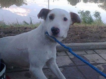 Dan kućnih ljubimaca: Pomozimo onima koji su ugroženi u poplavama! Dan kućnih ljubimaca: Pomozimo onima koji su ugroženi u poplavama!