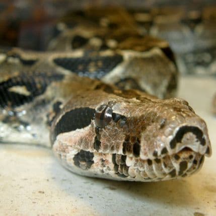 Naučnici napravili protivotrov za 18 vrsta zmija Naučnici napravili protivotrov za 18 vrsta zmija