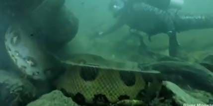 VIDEO: Oči u oči sa anakondom VIDEO: Oči u oči sa anakondom