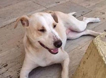 Pružite Doni dom Pružite Doni dom