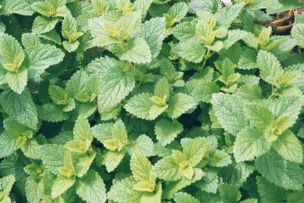 Biljke za opuštanje Biljke za opuštanje