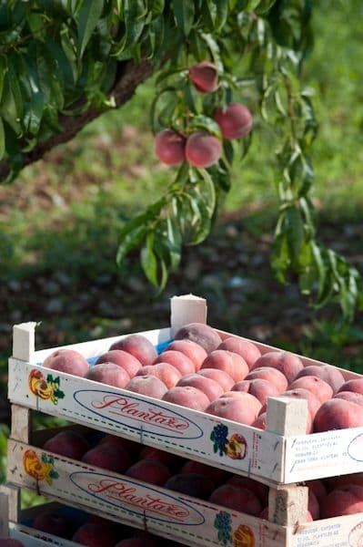 Plantaže: Počela berba breskve Plantaže: Počela berba breskve