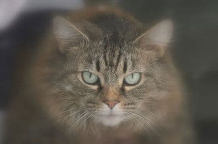 Zanimljive činjenica o mačkama Zanimljive činjenica o mačkama