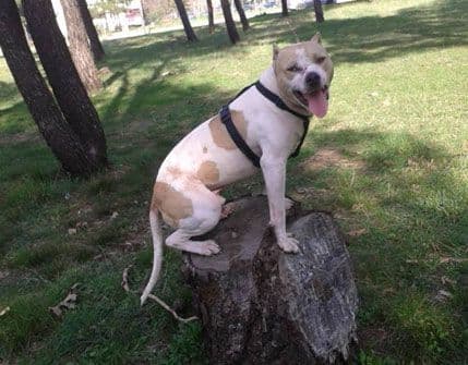 FOTO: Veterinari mu dali male šanse, pas se potpuno oporavio FOTO: Veterinari mu dali male šanse, pas se potpuno oporavio