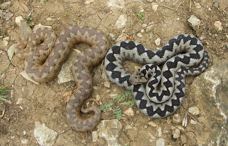 Nikšić: Dva poskoka našli u lusteru u dnevnoj sobi Nikšić: Dva poskoka našli u lusteru u dnevnoj sobi