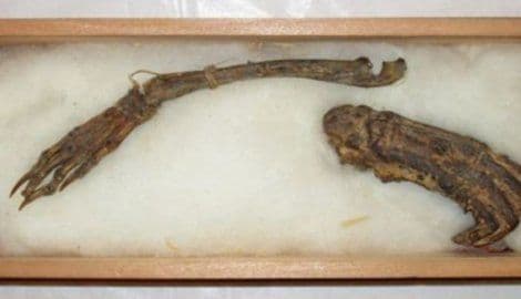 Pronađene kosti drevnog vodenog demona Pronađene kosti drevnog vodenog demona