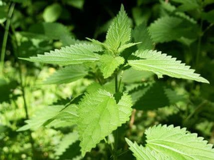 Iskoristite sezonu koprive Iskoristite sezonu koprive