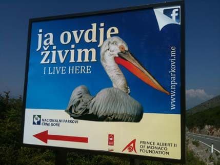 Od danas i pelikani imaju svoj dan: Na Skadarskom jezeru zabilježen rekordan broj ovih rijetkih ptica (FOTO) Od danas i pelikani imaju svoj dan: Na Skadarskom jezeru zabilježen rekordan broj ovih rijetkih ptica (FOTO)