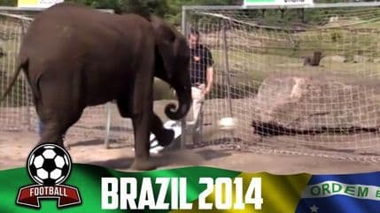 VIDEO: U J. Africi hobotnica, u Brazilu slon VIDEO: U J. Africi hobotnica, u Brazilu slon
