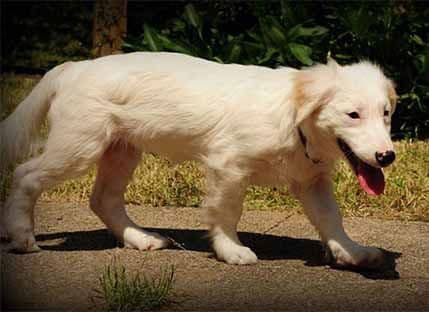 FOTO: Pas kojem su sipali kisjelinu u oči oporavio se, sada na udomljavanju FOTO: Pas kojem su sipali kisjelinu u oči oporavio se, sada na udomljavanju